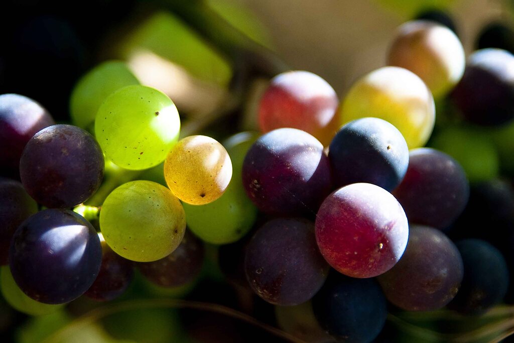 Grappes de raisin en cours de véraison dans le vignoble bourguignon