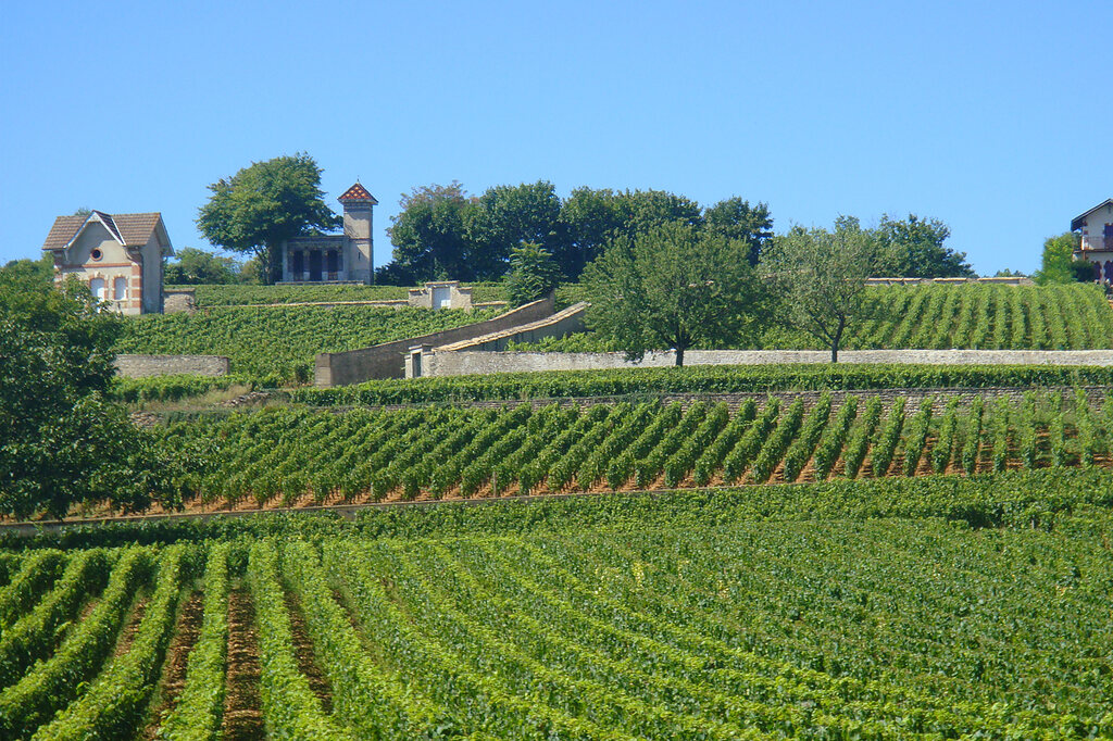 La Voie des Vignes
